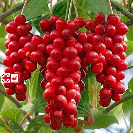 Schizandra – Klanopraška čínská 